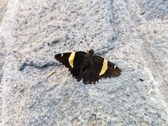 Telegonus cellus