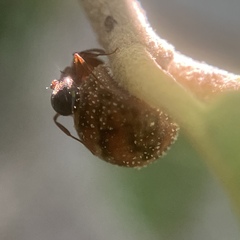 Allokermes cueroensis