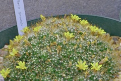 Mammillaria surculosa