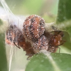 Allokermes cueroensis