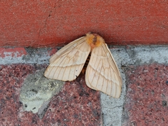 Lemaireodirphia