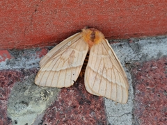 Lemaireodirphia