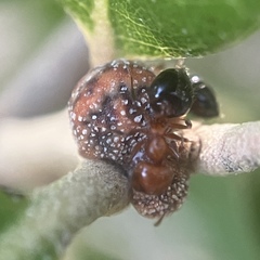 Allokermes cueroensis