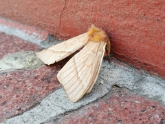 Lemaireodirphia