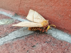 Lemaireodirphia