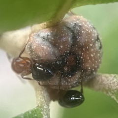 Allokermes cueroensis