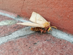 Lemaireodirphia