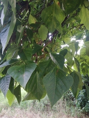Erythrina poeppigiana
