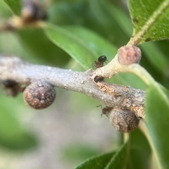 Allokermes cueroensis