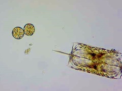 Asteromphalus
