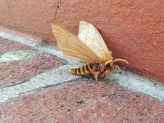 Lemaireodirphia