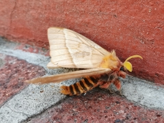 Lemaireodirphia