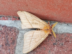 Lemaireodirphia