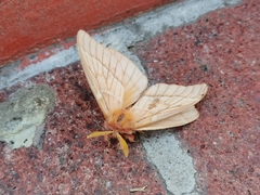Lemaireodirphia