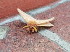 Lemaireodirphia