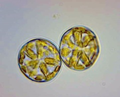 Asteromphalus