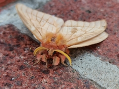 Lemaireodirphia