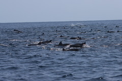 Stenella longirostris orientalis
