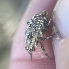 Thecesternus maculosus