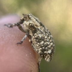 Thecesternus maculosus