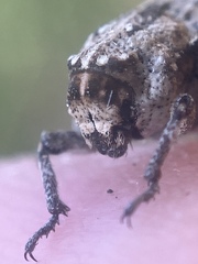 Thecesternus maculosus