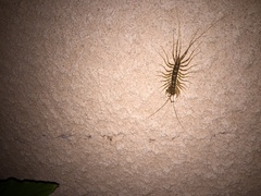 Scutigera coleoptrata
