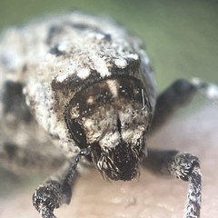 Thecesternus maculosus