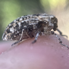 Thecesternus maculosus