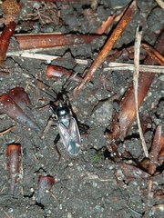 Eremocoris fenestratus