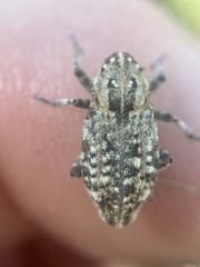 Thecesternus maculosus