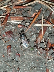Eremocoris fenestratus