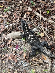 Ctenosaura oedirhina