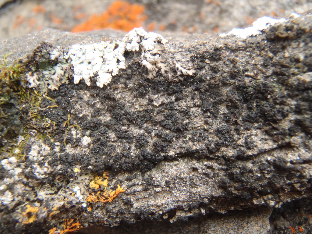 Petalled Tarpaper Lichen