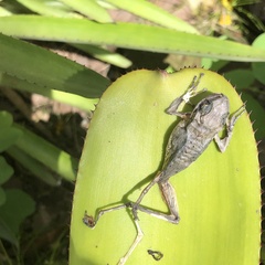 Osteopilus septentrionalis