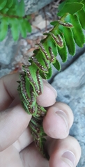 Polystichum scopulinum