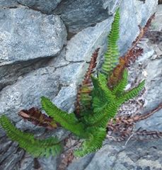 Polystichum scopulinum