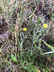 Hieracium morii