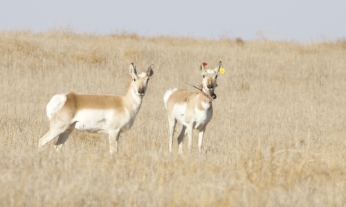 Pronghorn photographed in Oklahoma