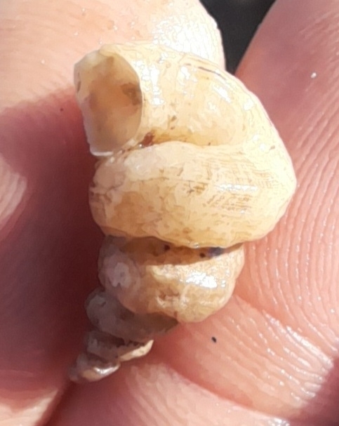 West-Indian Wormsnail