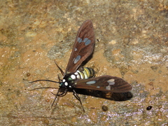 Phaio acquiguttata