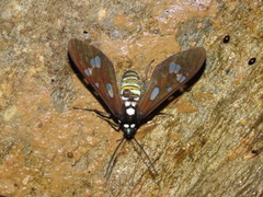 Phaio acquiguttata
