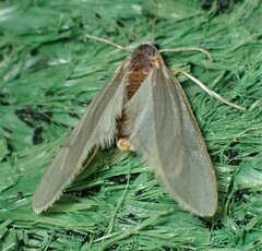 Acentria