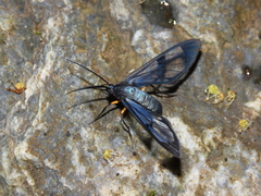 Mesothen caeruleicorpus