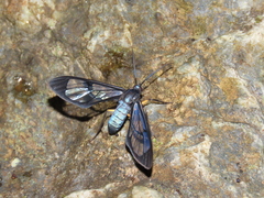 Mesothen caeruleicorpus