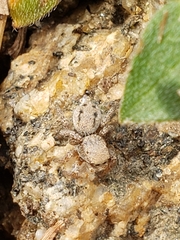 Habronattus altanus