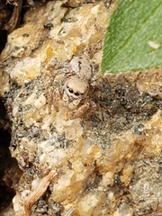 Habronattus altanus