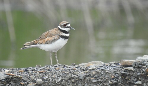 Killdeer photographed in Ohio