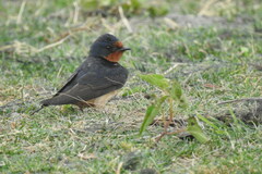 Hirundo rustica