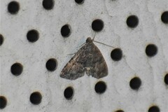 Metalectra richardsi