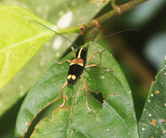 Glenea anticepunctata